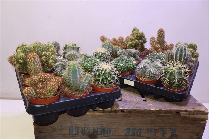 <h4>arr8 Cactus Gem</h4>