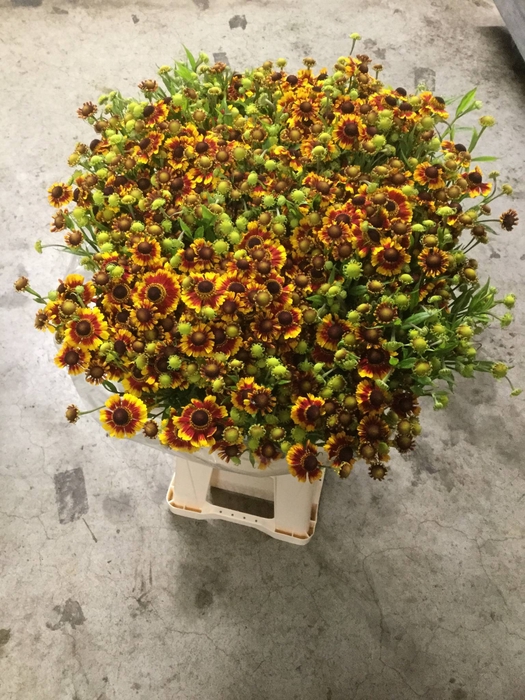 HELEN ORANGE BEAUTY