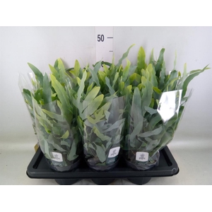 Phlebodium aureum 'Blue Star'