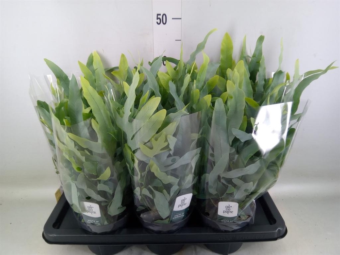 <h4>Phlebodium aureum 'Blue Star'</h4>