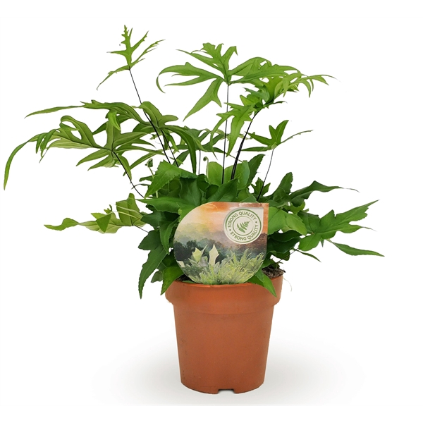 <h4>Doryopteris pedata</h4>