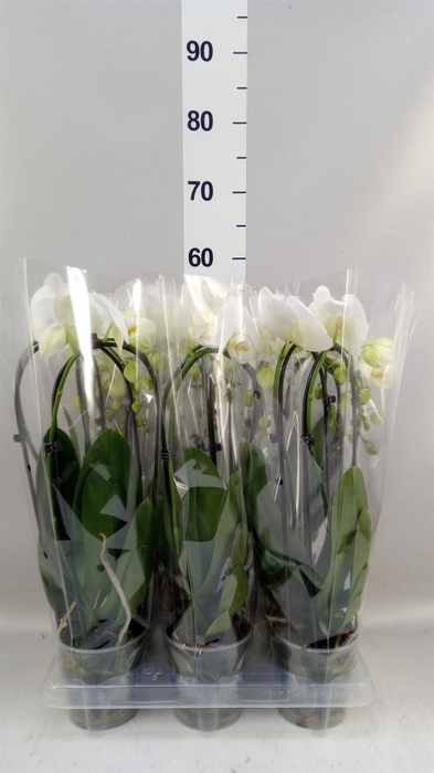 <h4>Phalaenopsis  'Elegant Cascade'</h4>