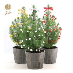 Pinus pinea 'Silver Crest' P17 in Wood + Deco Sensation Mix + Bow Mix