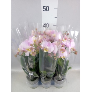 Phalaenopsis multi. 'FC Angel Eyes'
