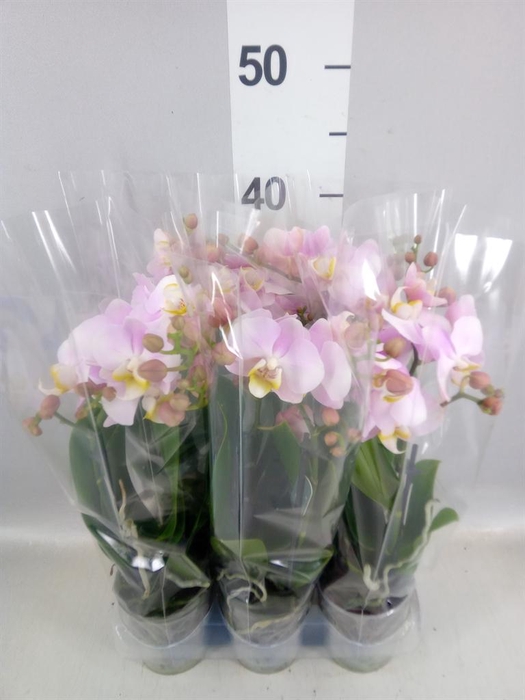 <h4>Phalaenopsis multi. 'FC Angel Eyes'</h4>