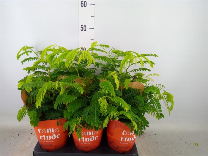 <h4>Tamarindus indica</h4>