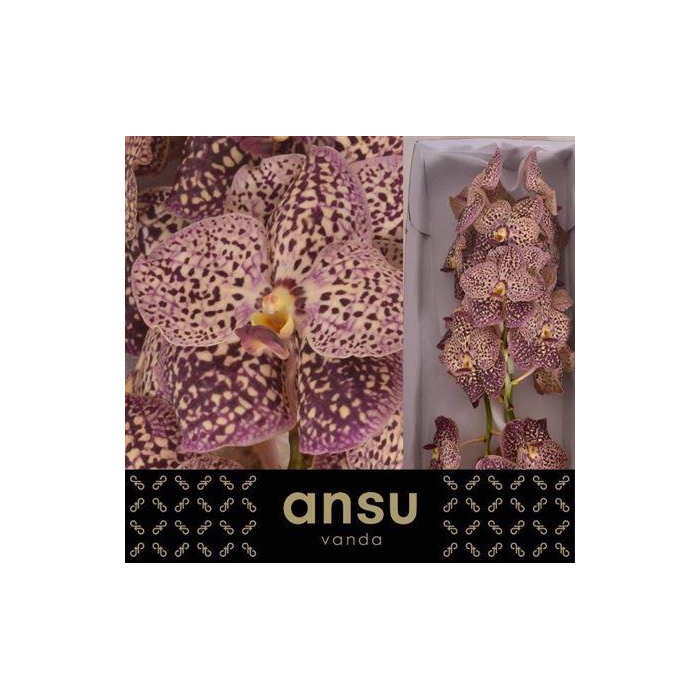 <h4>Vanda Su Oce Sangria</h4>