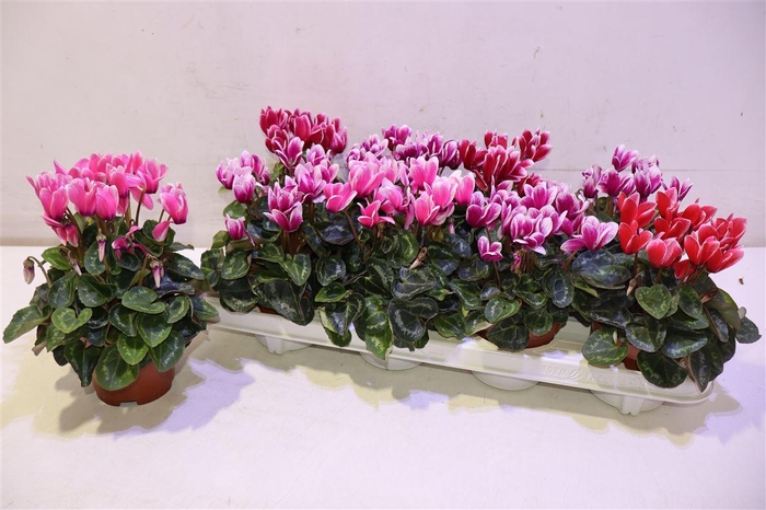 <h4>arr8 Cycl Kl Sup Fuji</h4>