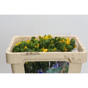 Ornithogalum dubium 'Yellow Star 1'