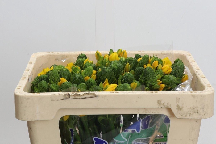 <h4>Ornithogalum dubium 'Yellow Star 1'</h4>