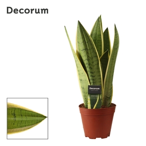 Sansevieria White Snow 14 cm (Decorum)