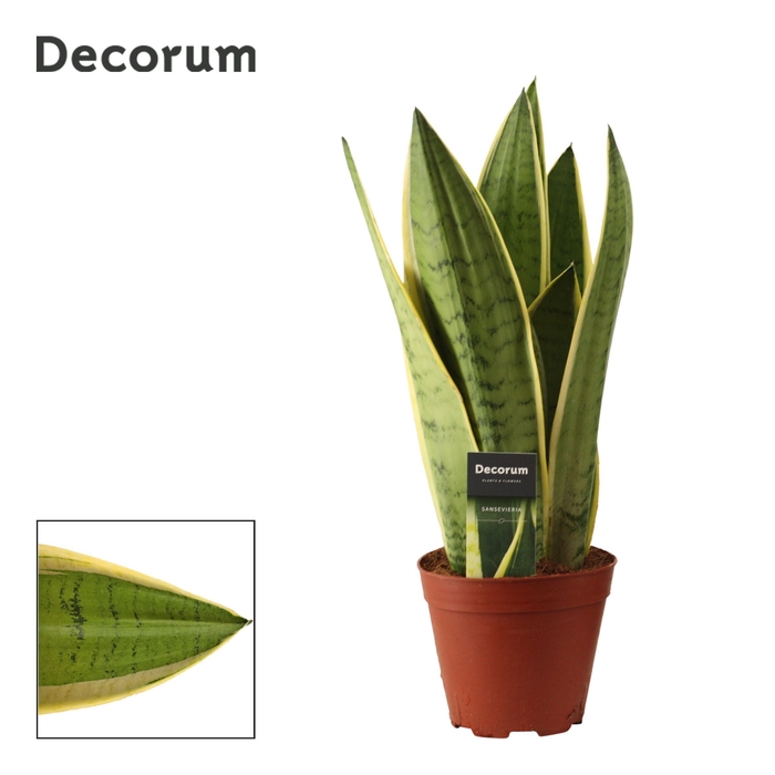 <h4>Sansevieria White Snow 14 cm (Decorum)</h4>