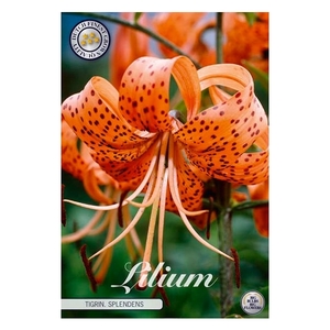 Lilium Tigriin Splendens x2 16/18