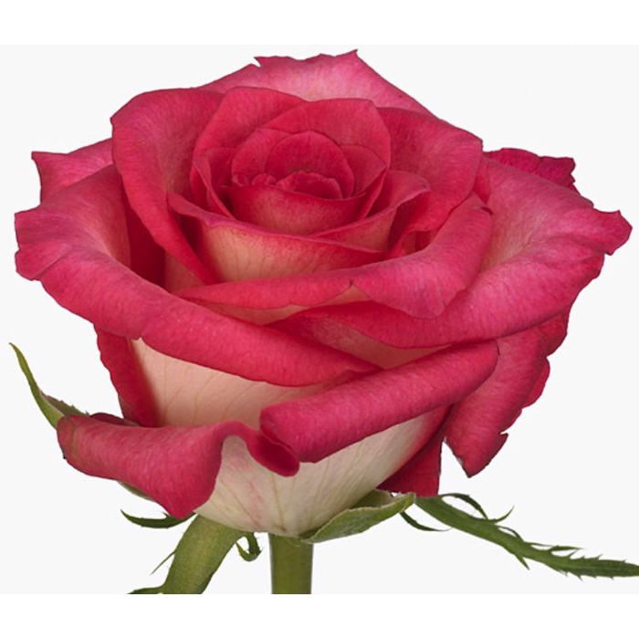 <h4>Rosa Clarion</h4>