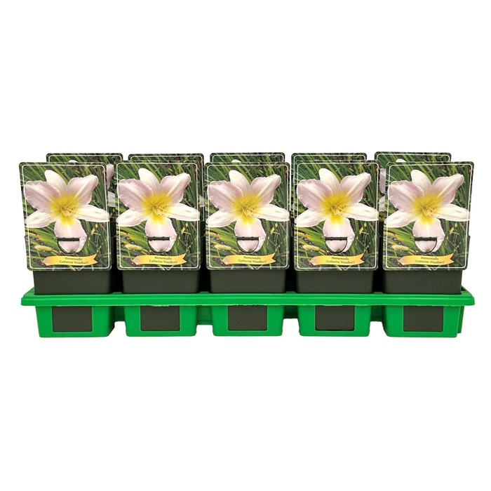 <h4>Hemerocallis Catherine Woodbury</h4>