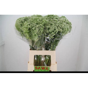 AMMI VISNAGA