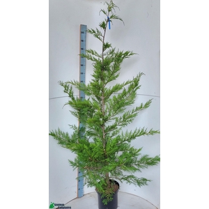 CUPR LEYLANDII OV