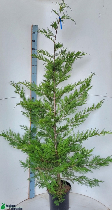 <h4>CUPR LEYLANDII OV</h4>