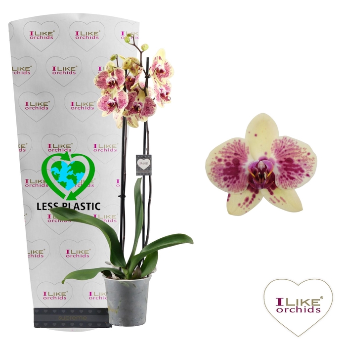 <h4>Phalaenopsis Exotic Punch - 2 tak 70cm (Less Plastic)</h4>