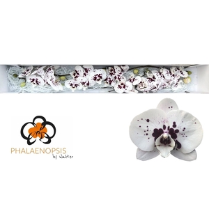 Phalaenopsis Wine Drops