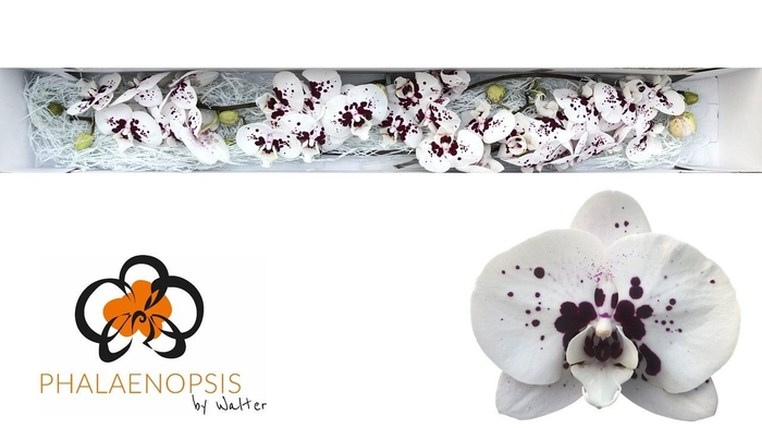 <h4>Phalaenopsis Wine Drops</h4>