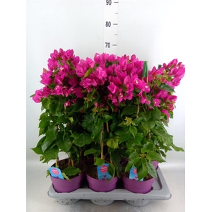 Bougainvillea  'Vera Dp Purple Imp'