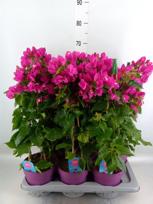 <h4>Bougainvillea  'Vera Dp Purple Imp'</h4>