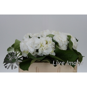 Hydrangea schneeball