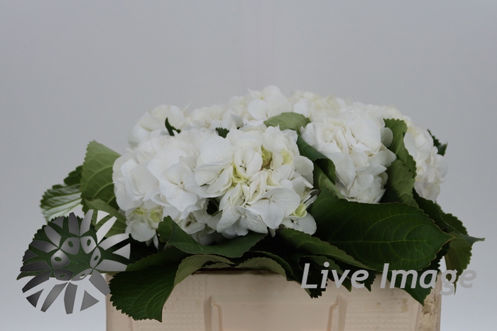 Hydrangea schneeball