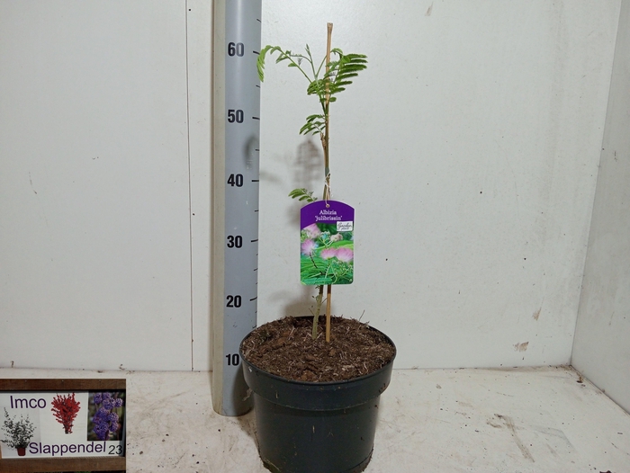 <h4>ALBI JULIBRISSIN</h4>