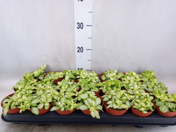 <h4>Fittonia   ...</h4>