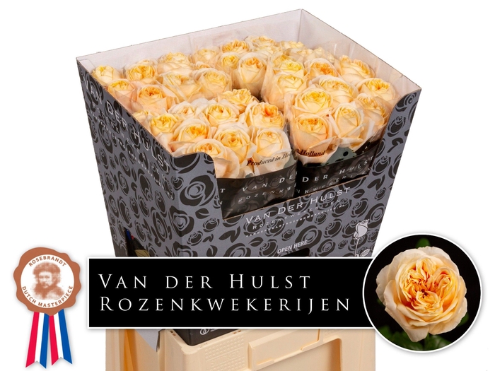 <h4>Rosa large london tower</h4>