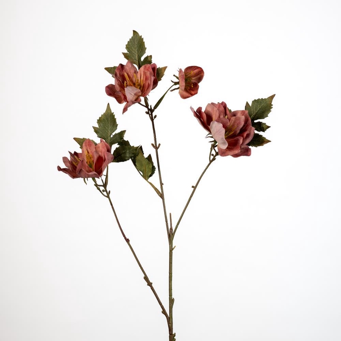 <h4>AF Helleborus x4 L79cm old pi</h4>