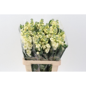 Matth Phantom Yellow