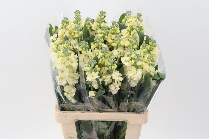 <h4>Matth Phantom Yellow</h4>