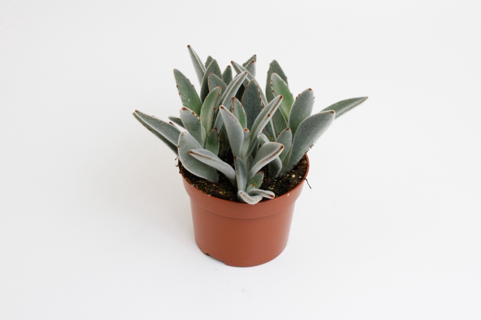 <h4>Kalanchoe Tomentosa</h4>