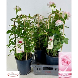 ROSA FL CLAS SELECT