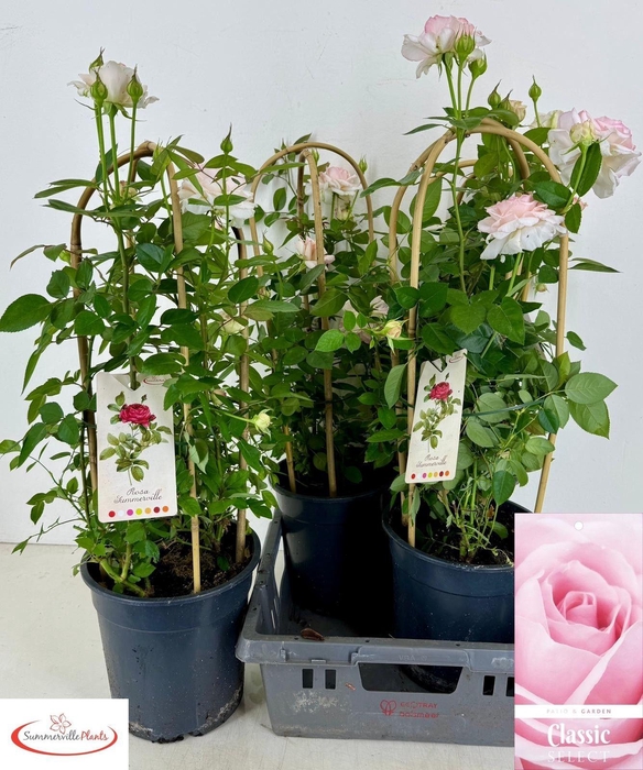<h4>ROSA FL CLAS SELECT</h4>