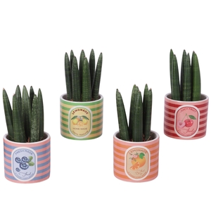 Sansevieria Cylindrica Straight 7 Leaf in Ceramic Pot Fruit