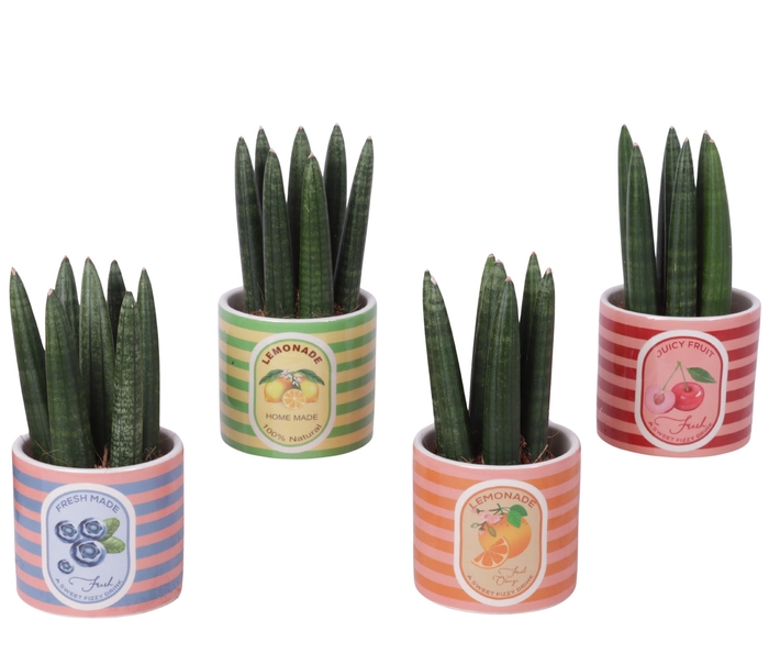 <h4>Sansevieria Cylindrica Straight 7 Leaf in Ceramic Pot Fruit</h4>