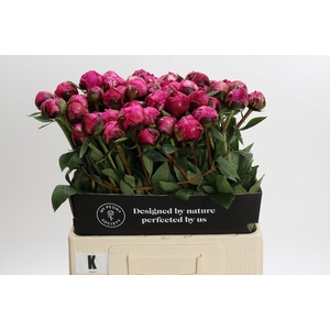 Paeonia Kansas
