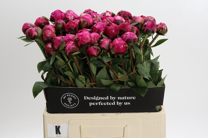 <h4>Paeonia Kansas</h4>