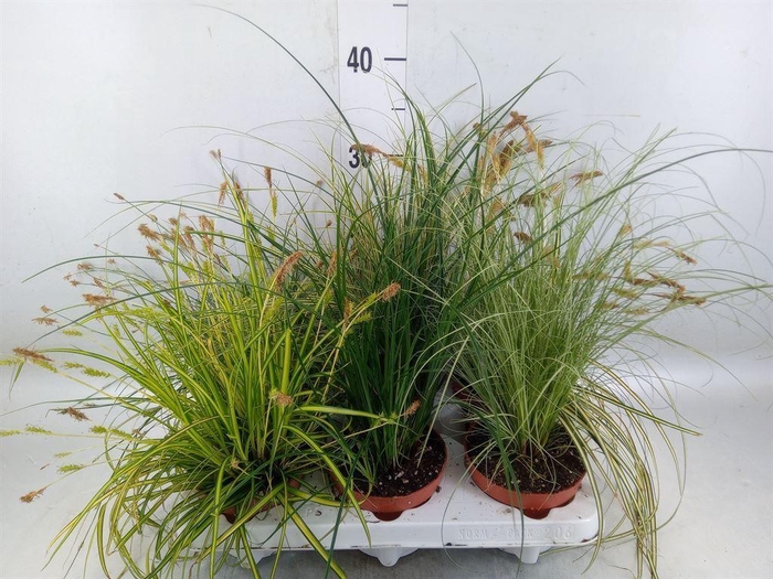 <h4>Carex   ...mix</h4>