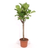 Ficus lyrata