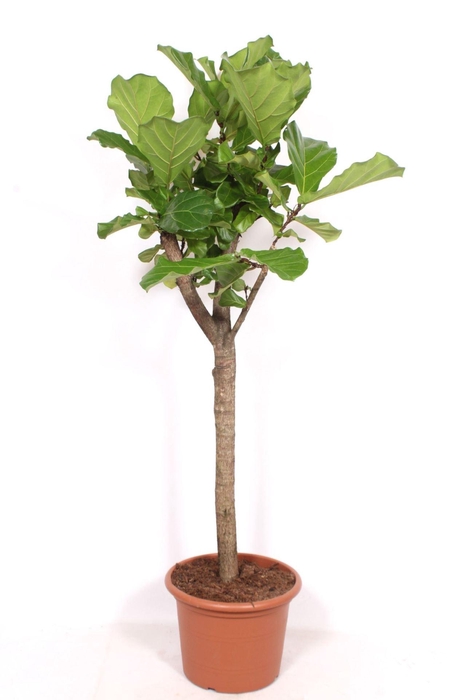 Ficus lyrata