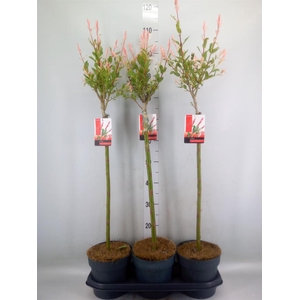 Salix integra 'Flamingo'