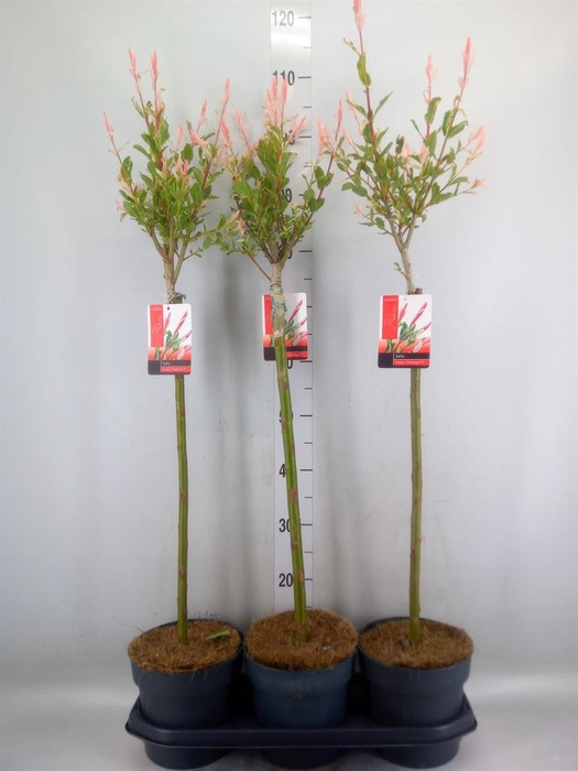 <h4>Salix integra 'Flamingo'</h4>
