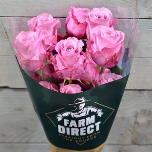 Rosa GR 'All 4 Love'