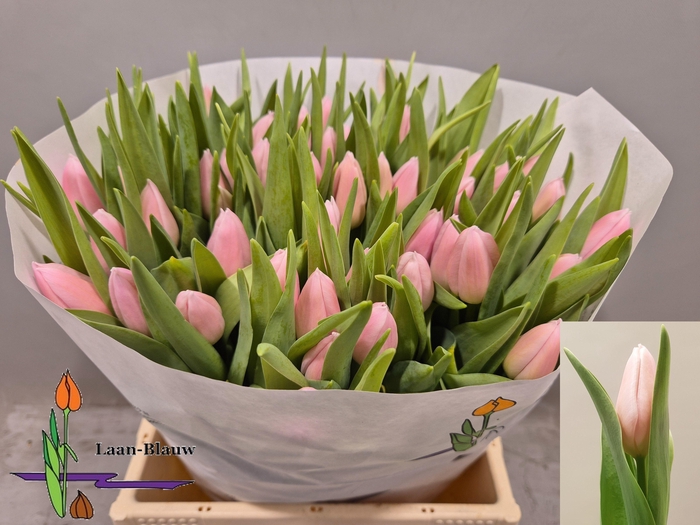 <h4>TU EN GABRIELLA</h4>