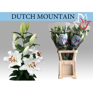 LI OR DUTCH MOUNTAIN